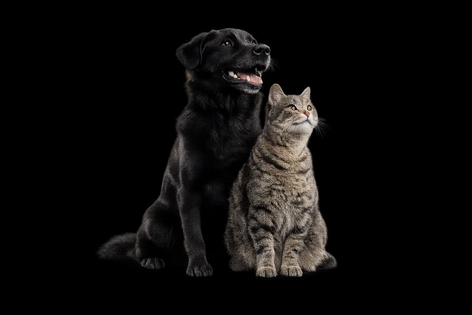 Animais cuidados pelo programa Vida Animal Livre